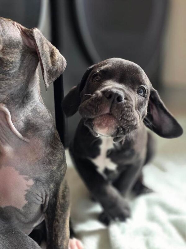 Cane corso cross American bulldog