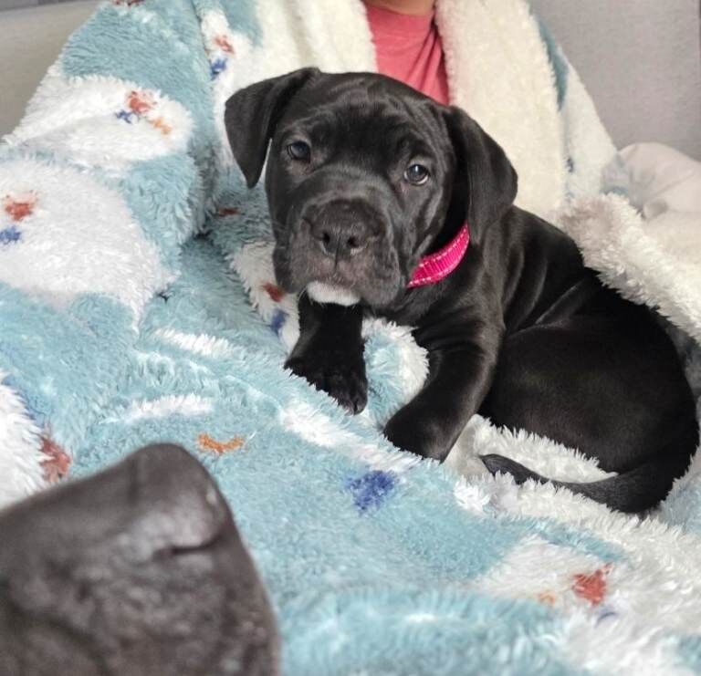 Cane corso cross American bulldog - Image 2 of 6