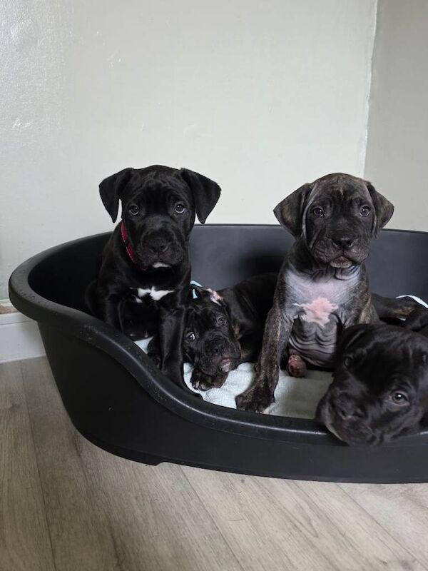 Cane corso cross American bulldog - Image 3 of 6