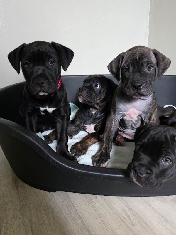 Cane corso cross American bulldog - Image 4 of 6