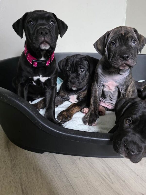 Cane corso cross American bulldog - Image 5 of 6