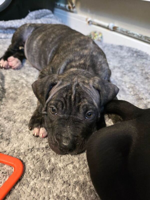 Cane corso cross American bulldog - Image 6 of 6