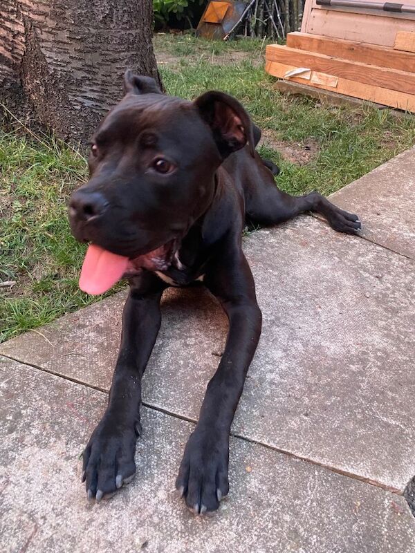 Cane corso cross bull mastiff