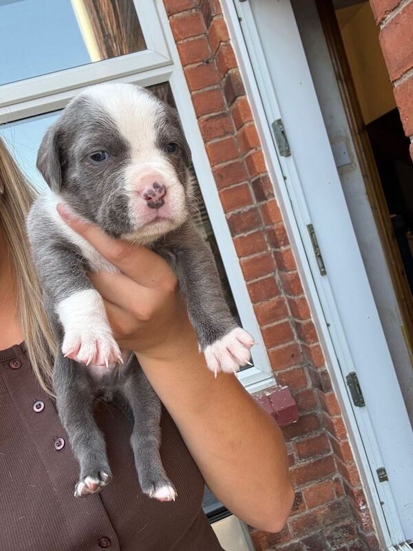 Cane corso cross bully 5 male 4 girls