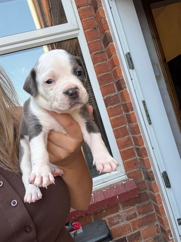 Cane corso cross bully 5 male 4 girls - Image 2 of 3