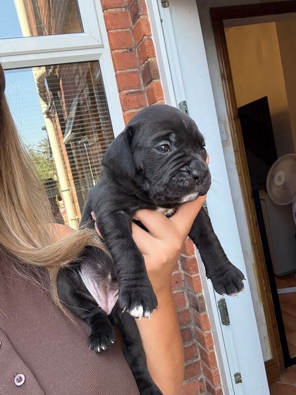 Cane corso cross bully 5 male 4 girls - Image 3 of 3