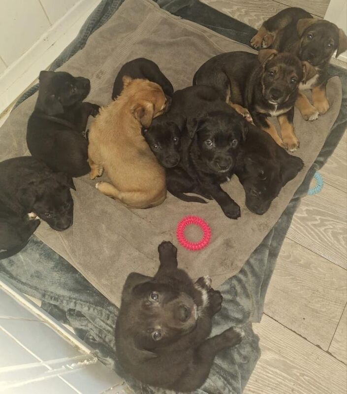 Cane Corso Puppies For Sale Under £1,000