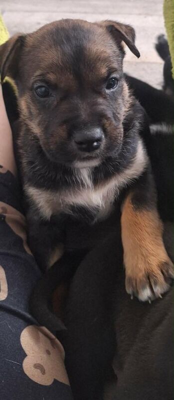 Cane corso cross German shepherd - Image 2 of 6