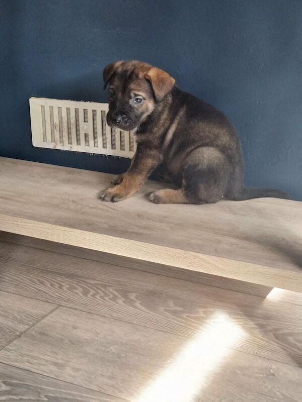 Cane corso cross German shepherd - Image 3 of 6