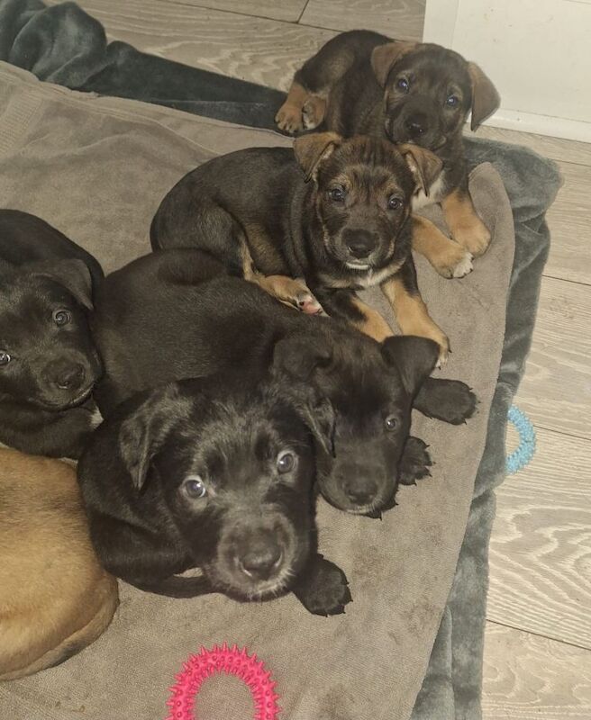 Cane corso cross German shepherd - Image 4 of 6