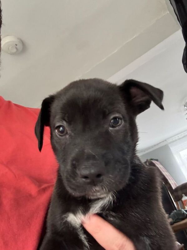 Cane corso cross German shepherd - Image 5 of 6