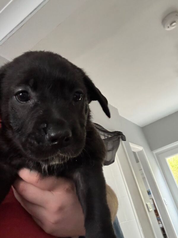 Cane corso cross German shepherd - Image 6 of 6