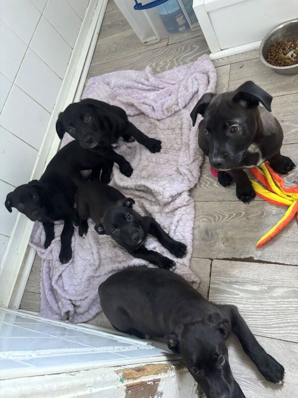 Cane corso cross German shepherd pups