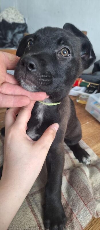 Cane corso cross German shepherd pups - Image 2 of 3