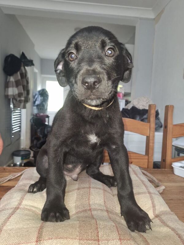 Cane corso cross German shepherd pups - Image 3 of 3