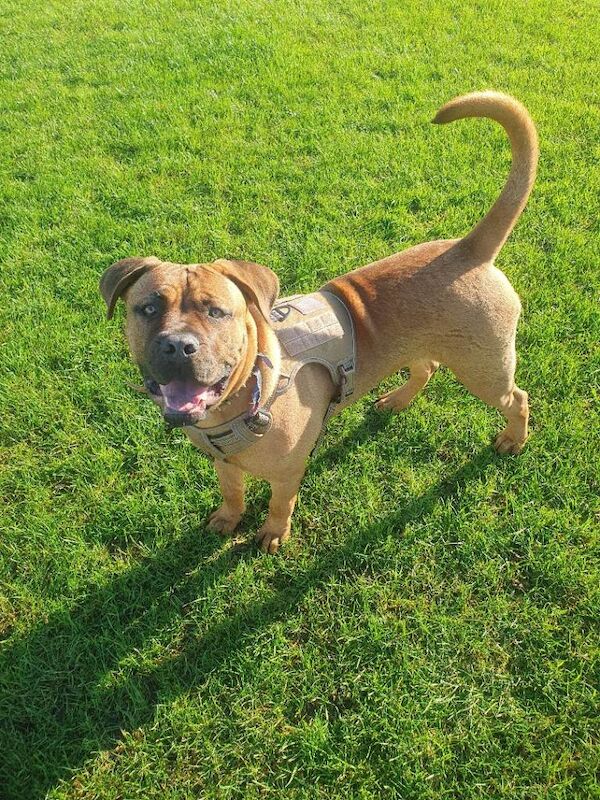 Cane Corso puppies for sale in Gloucestershire – 7 months old