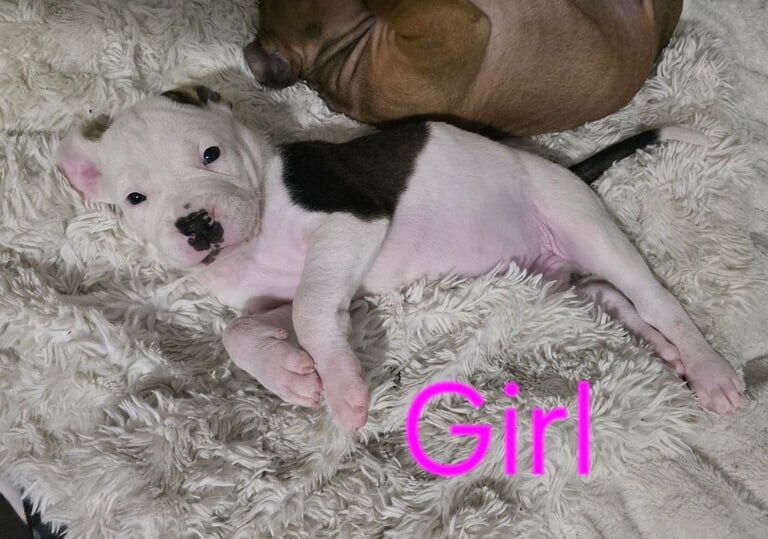 Cane Corso puppies for sale in Ravenshead, Nottinghamshire – 4 weeks old