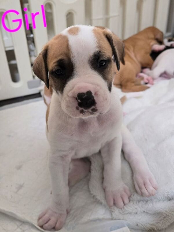 Cane Corso puppies for sale in Ravenshead, Nottinghamshire – 4 weeks old - Image 2 of 3