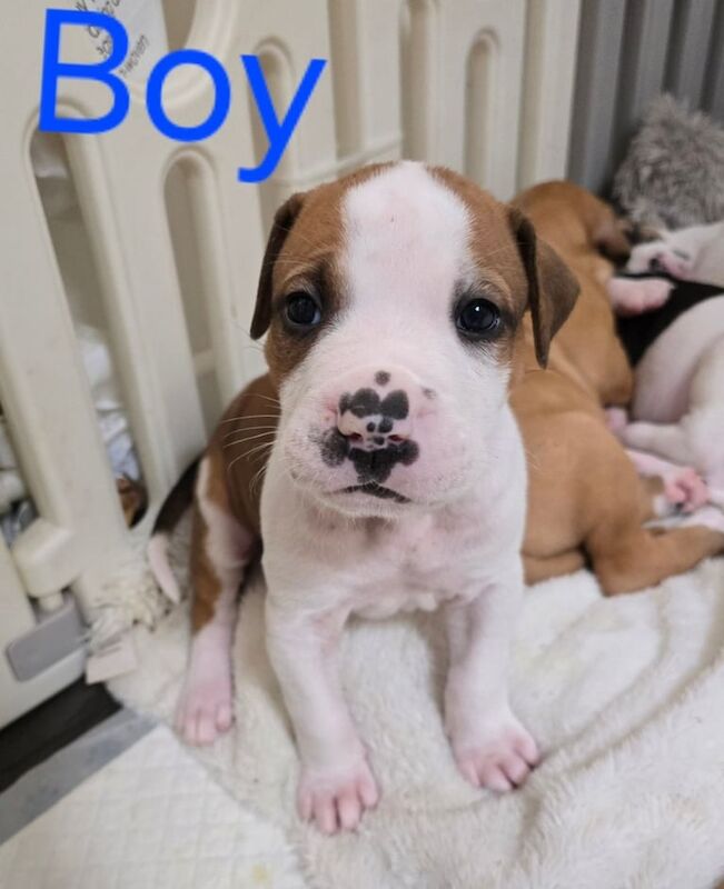 Cane Corso puppies for sale in Ravenshead, Nottinghamshire – 4 weeks old - Image 3 of 3