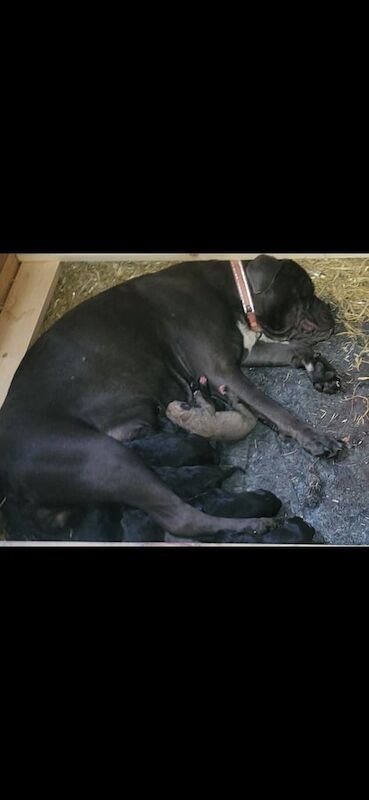 Cane Corso puppies for sale in Elgin, Moray – 8 weeks old