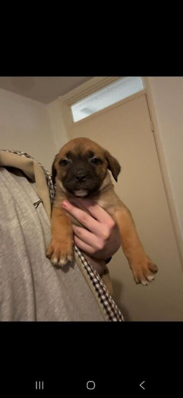Cane Corso puppies for sale in Elgin, Moray – 8 weeks old - Image 2 of 4