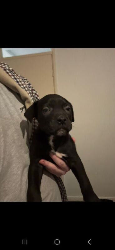 Cane Corso puppies for sale in Elgin, Moray – 8 weeks old - Image 3 of 4