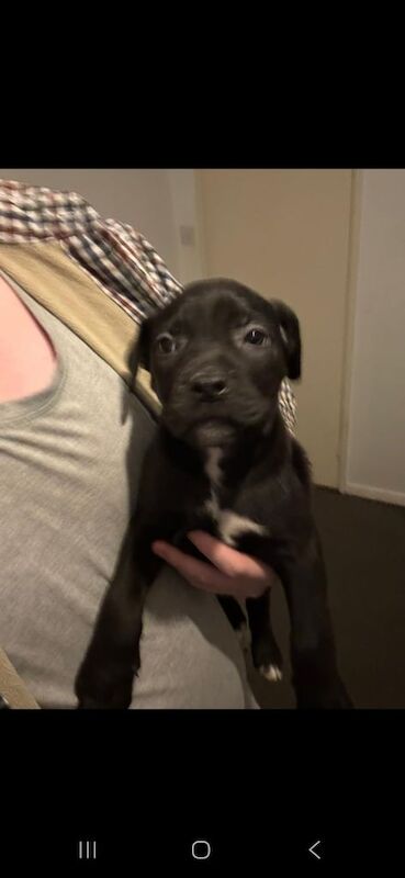 Cane Corso puppies for sale in Elgin, Moray – 8 weeks old - Image 4 of 4