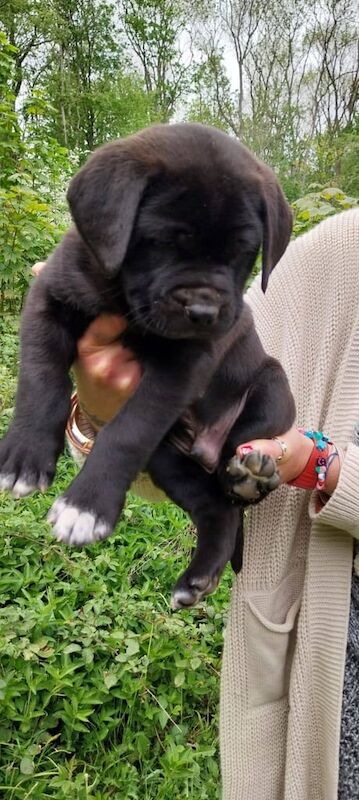 Cane corso cross presa canario pups for sale in Oakham, Rutland
