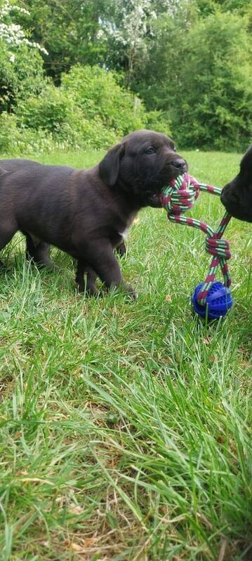 Cane corso cross presa canario pups for sale in Oakham, Rutland | Image 2