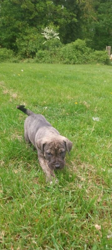 Cane corso cross presa canario pups for sale in Oakham, Rutland | Image 3