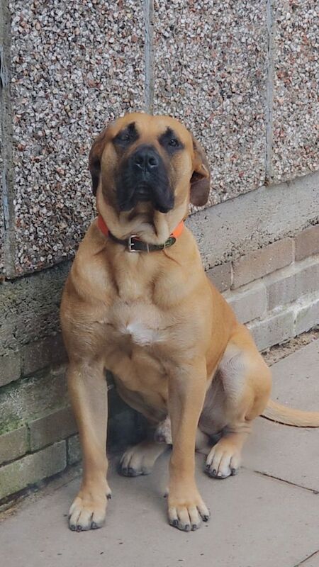Cane Corso puppies for sale in Rochdale, Greater Manchester – 2 years old - Image 2 of 3
