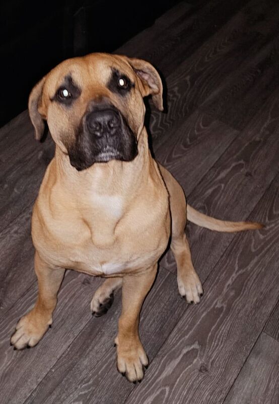 Cane Corso puppies for sale in Rochdale, Greater Manchester – 2 years old - Image 3 of 3