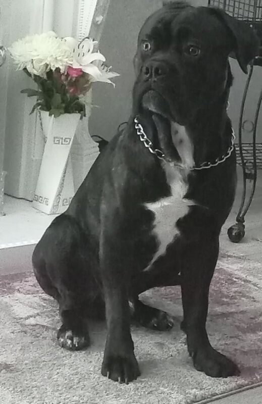 Cane Corso puppies for sale in Lanark, Lanarkshire – 1 year old