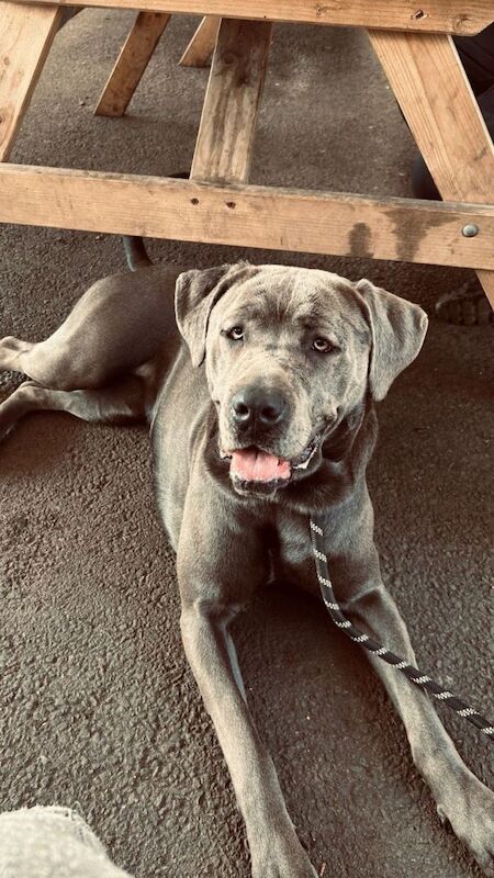 Cane corso female 14 month old - Image 2 of 6