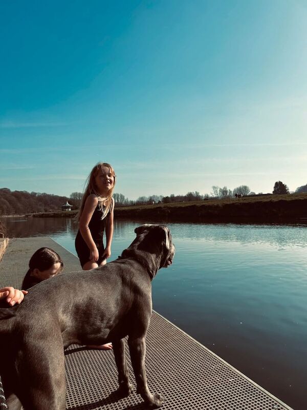 Cane corso female 14 month old - Image 3 of 6
