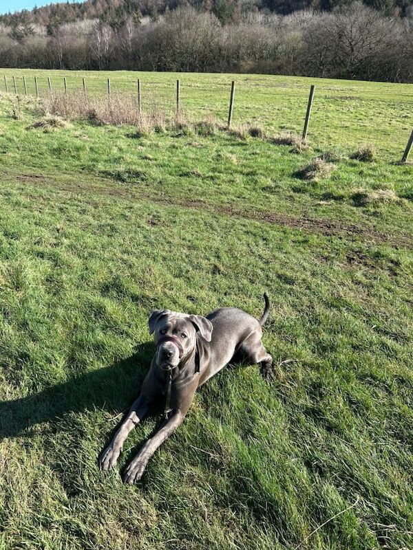 Cane corso female 14 month old - Image 4 of 6