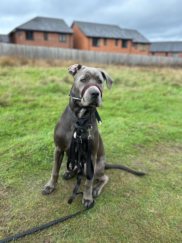 Cane corso female 14 month old - Image 5 of 6