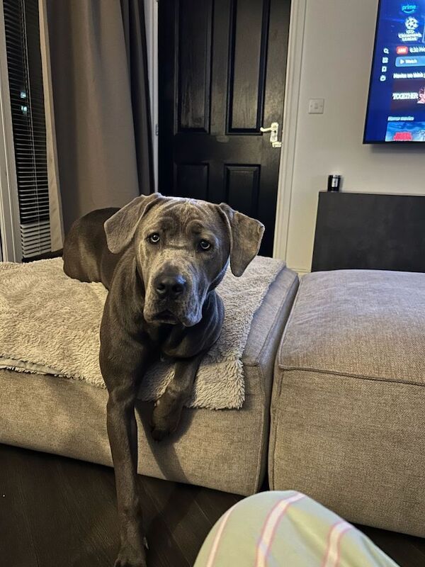 Cane corso female 14 month old - Image 6 of 6