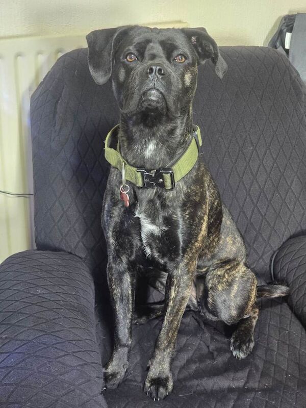 Cane Corso (Female)