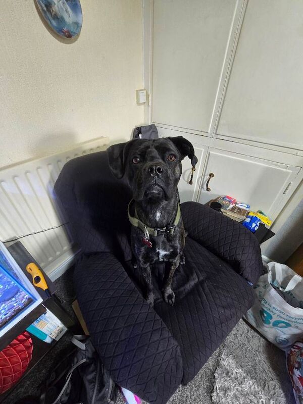 Cane Corso (Female) - Image 2 of 3