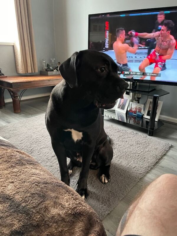 Cane Corso Puppies For Sale Under £1,000