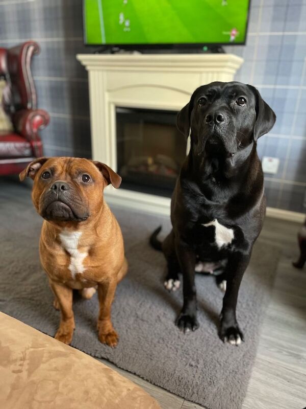 Cane corso female family pet to good homes only - Image 3 of 4