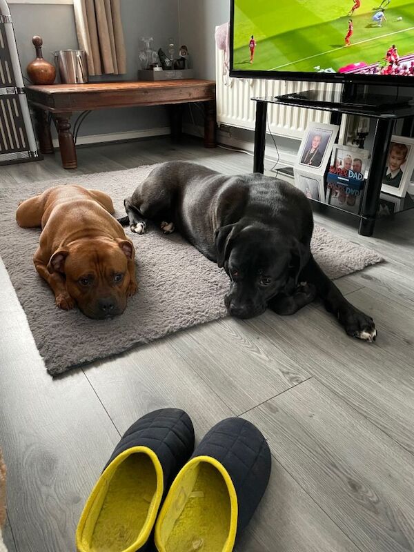 Cane corso female family pet to good homes only - Image 4 of 4