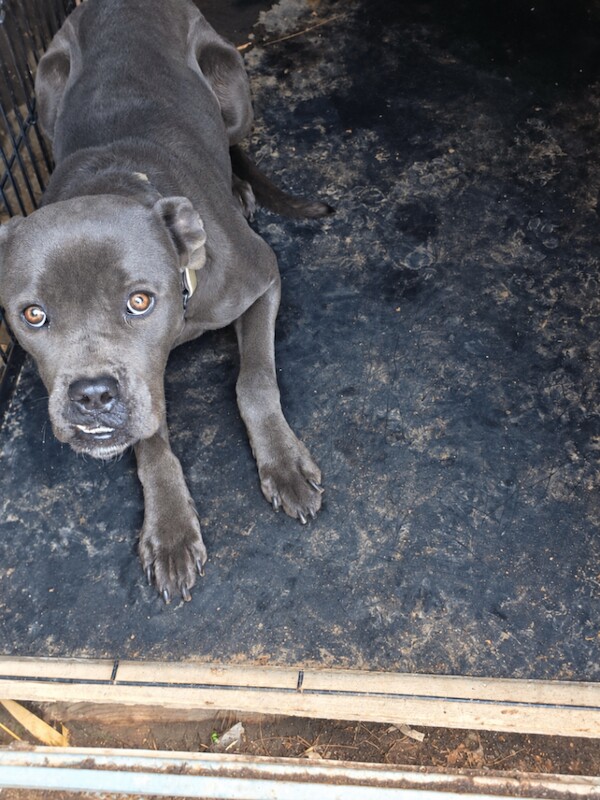 Cane corso female for sale