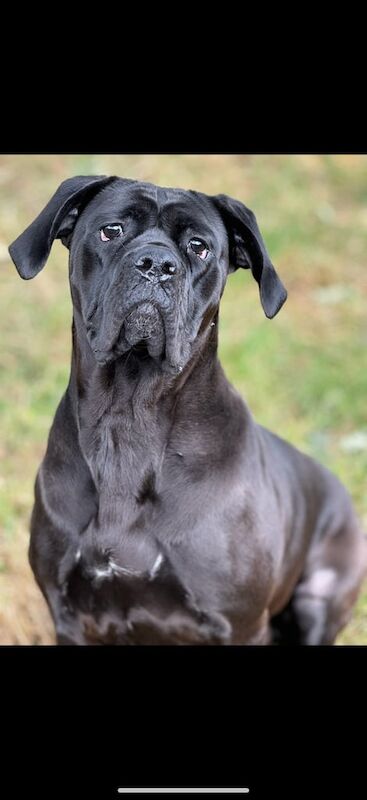 Cane Corso puppies for sale in Bradford, West Yorkshire – 2 years old