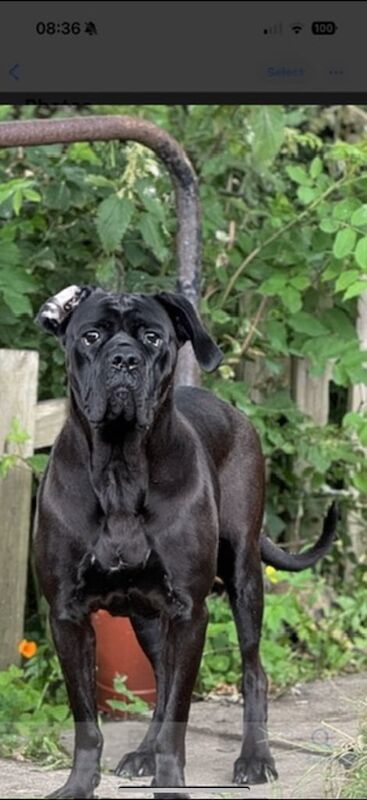 Cane Corso puppies for sale in Bradford, West Yorkshire – 2 years old - Image 2 of 3