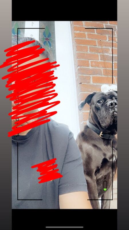 Cane Corso puppies for sale in Bradford, West Yorkshire – 2 years old - Image 3 of 3