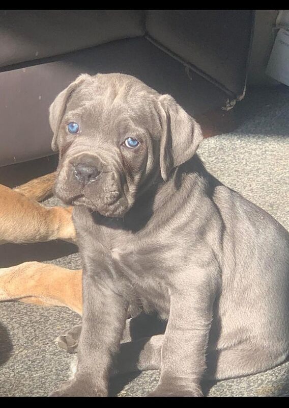 Cane Corso female puppy for sale in Great Missenden, Buckinghamshire
