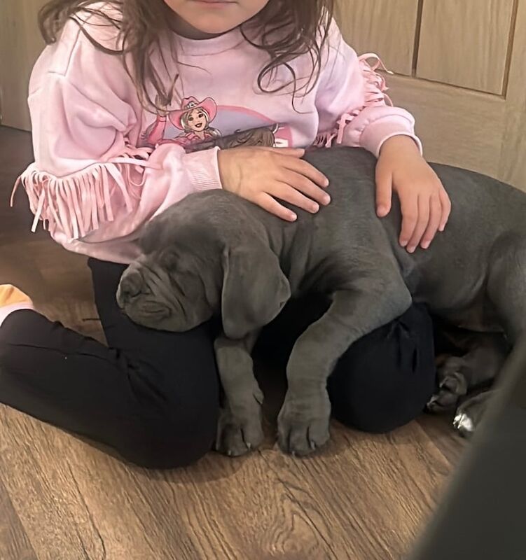 Cane Corso female puppy for sale in Great Missenden, Buckinghamshire | Image 2