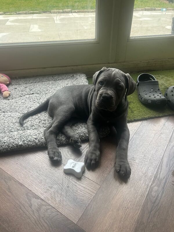Cane Corso female puppy for sale in Great Missenden, Buckinghamshire | Image 3